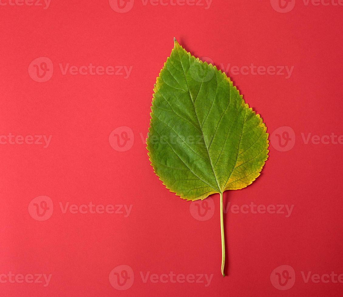 green leaf of a mulberry on a red background photo