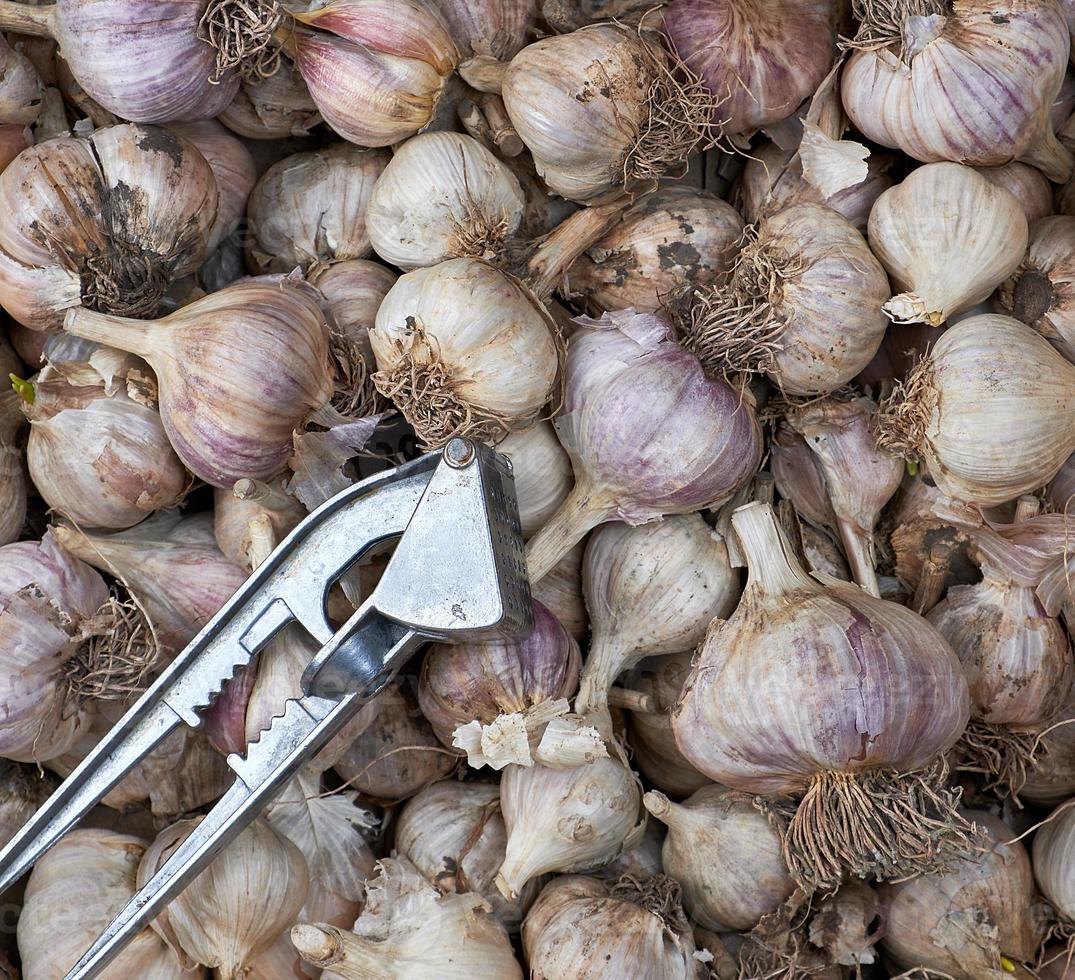 unpeeled fresh garlic fruits and iron hand press photo