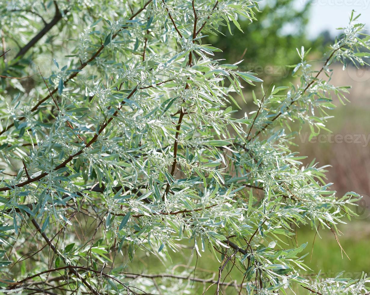 branch Loch silver Elaeagnus commutata woody or shrub plant photo