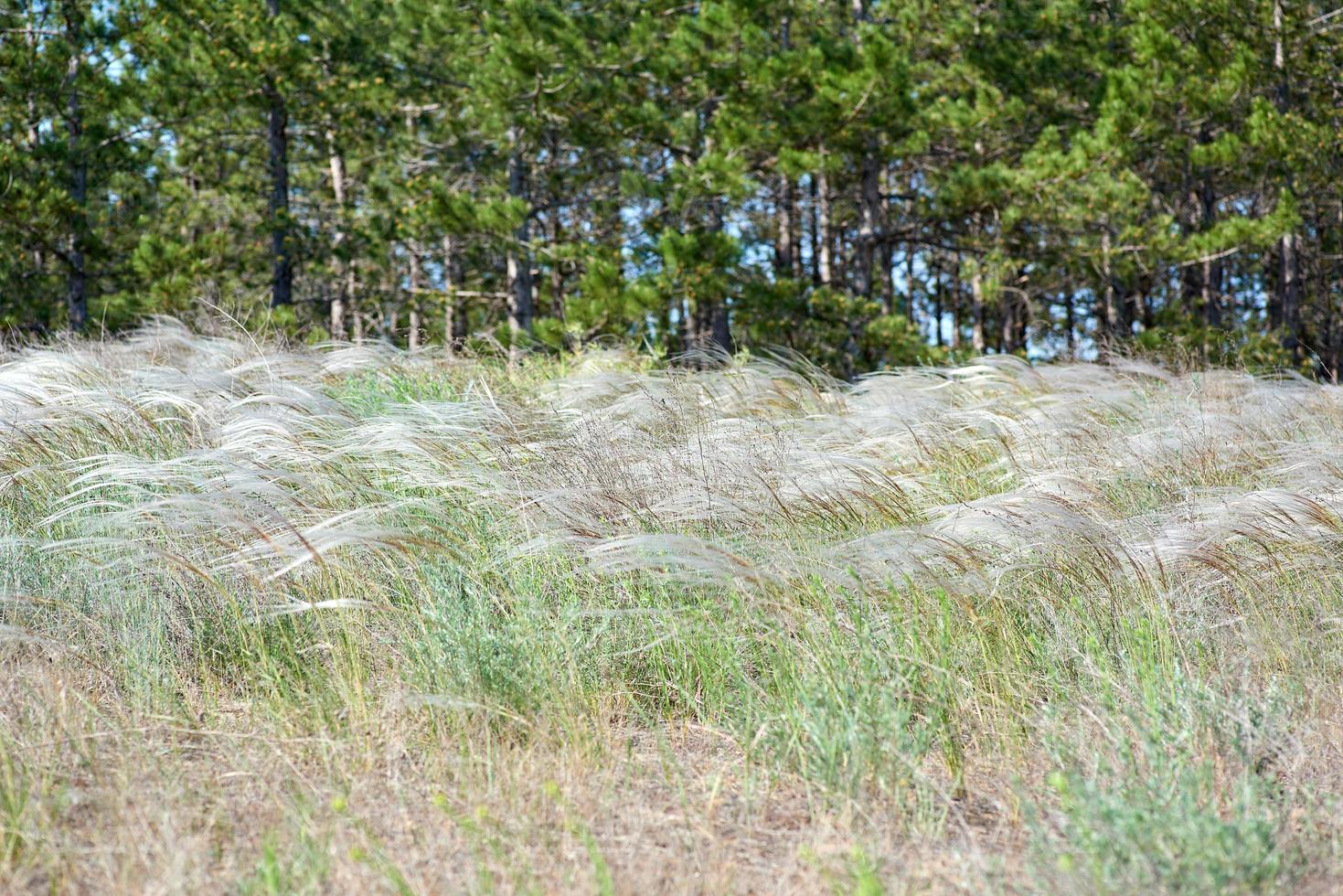 steppe feather grass photo