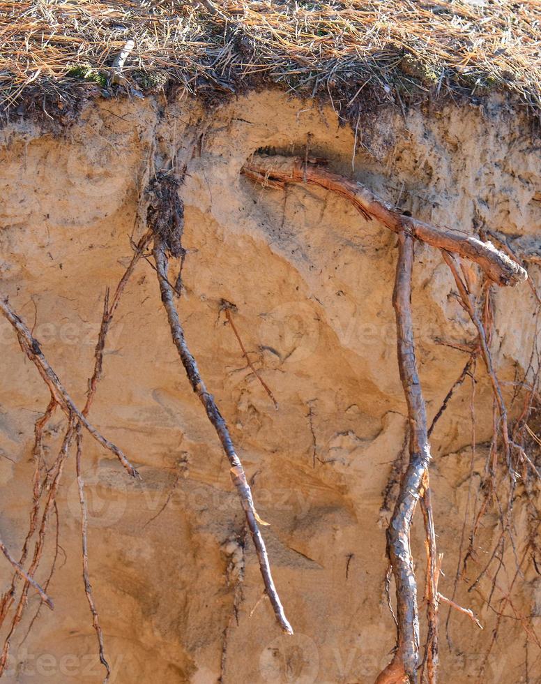 roots of pine sticking out of the ground photo