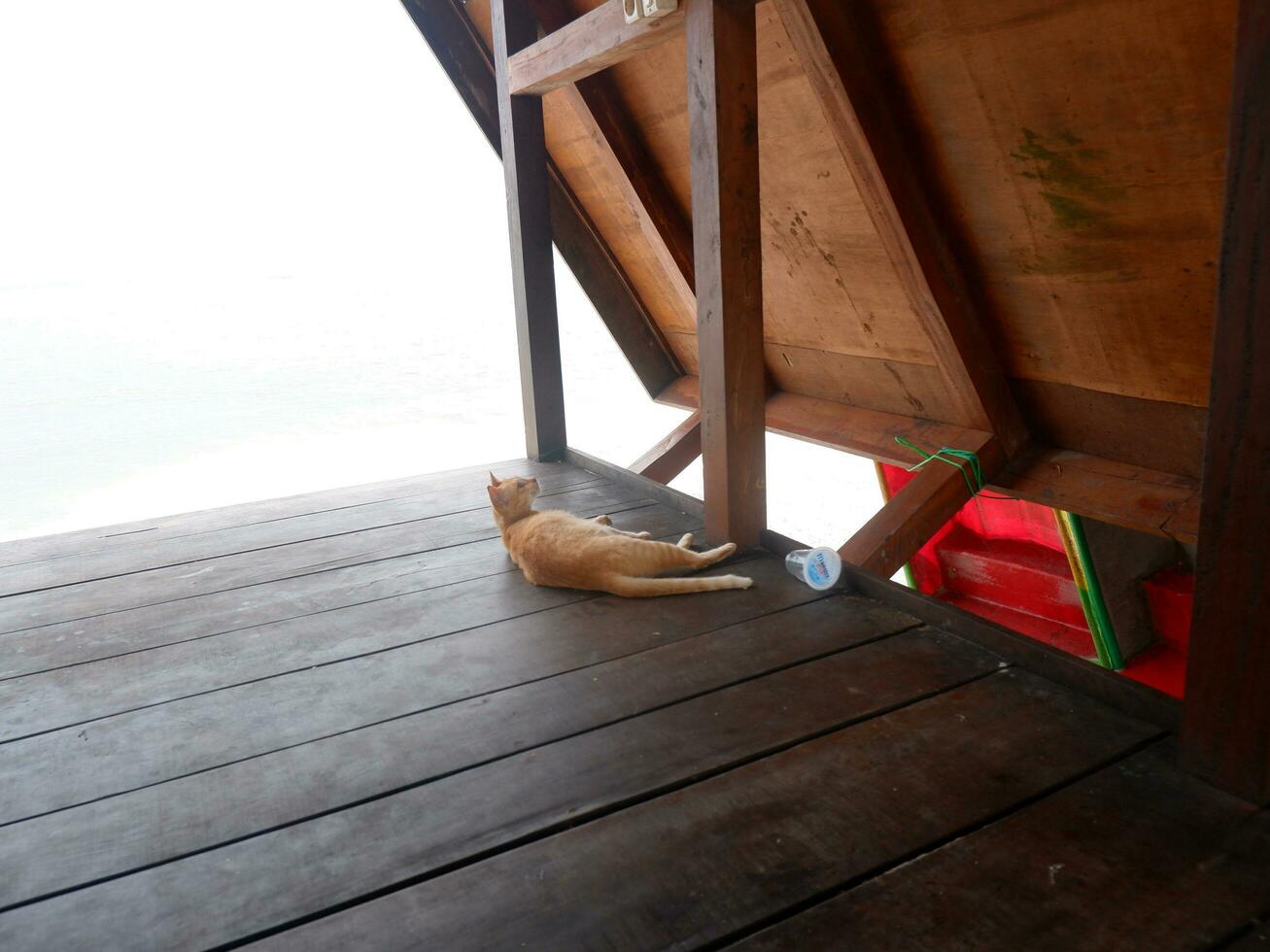 The cat lying on the wooden floor photo