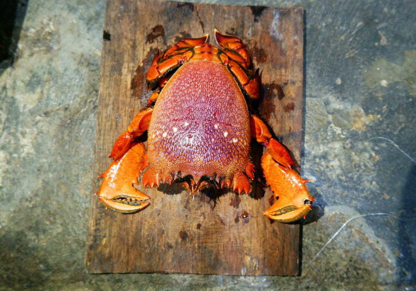 Preparing Spanner Crab in the kitchen on the cutting board, copy space at the top photo