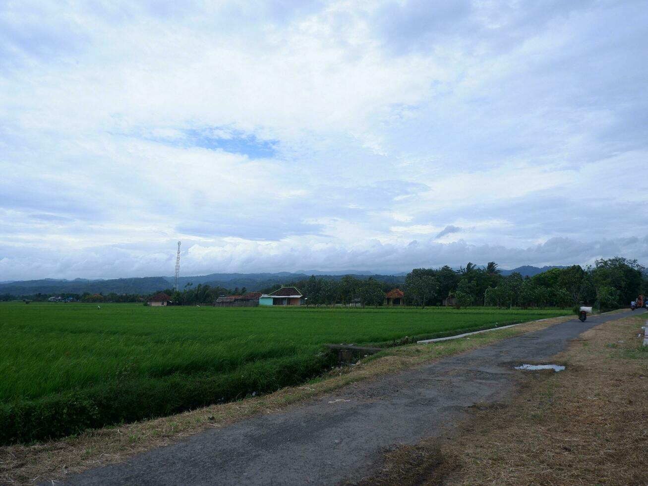 Beautiful landscape growing Paddy rice field two side with long road and mountain, blue sky background view and shady trees photo