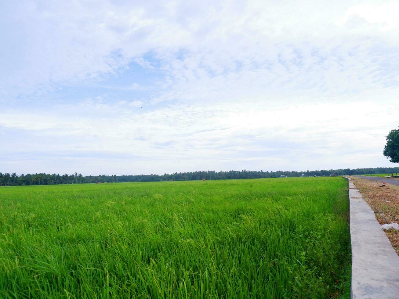 View of rice fields with green rice with dew and mountains on a sunny afternoon in indoensia photo