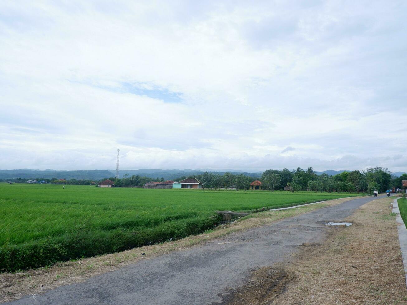 Beautiful landscape growing Paddy rice field two side with long road and mountain, blue sky background view and shady trees photo