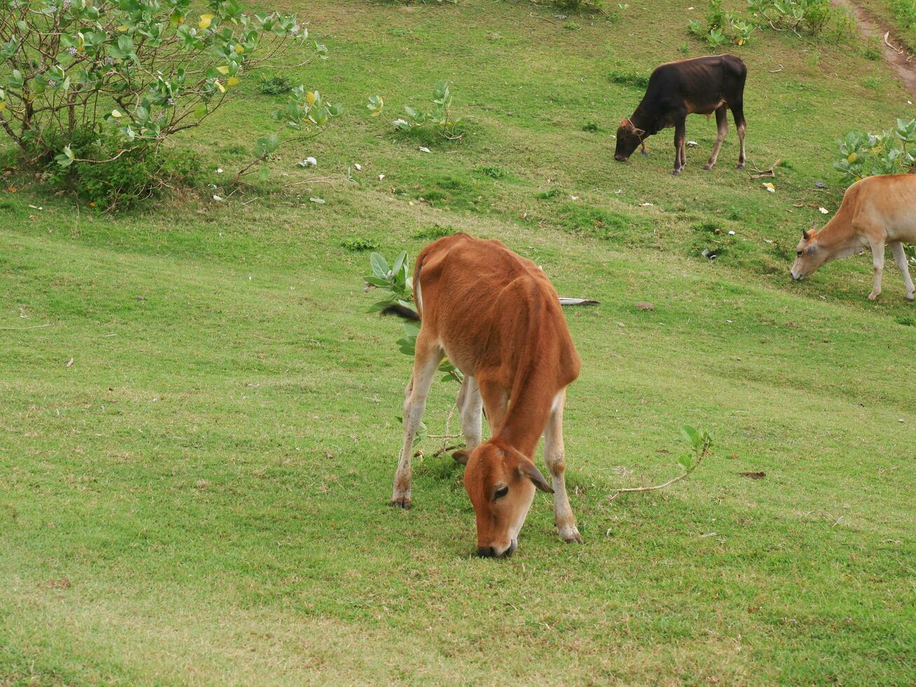 A group of cows eating on the green pasture , Green scenery, Green fields,grazing cows photo