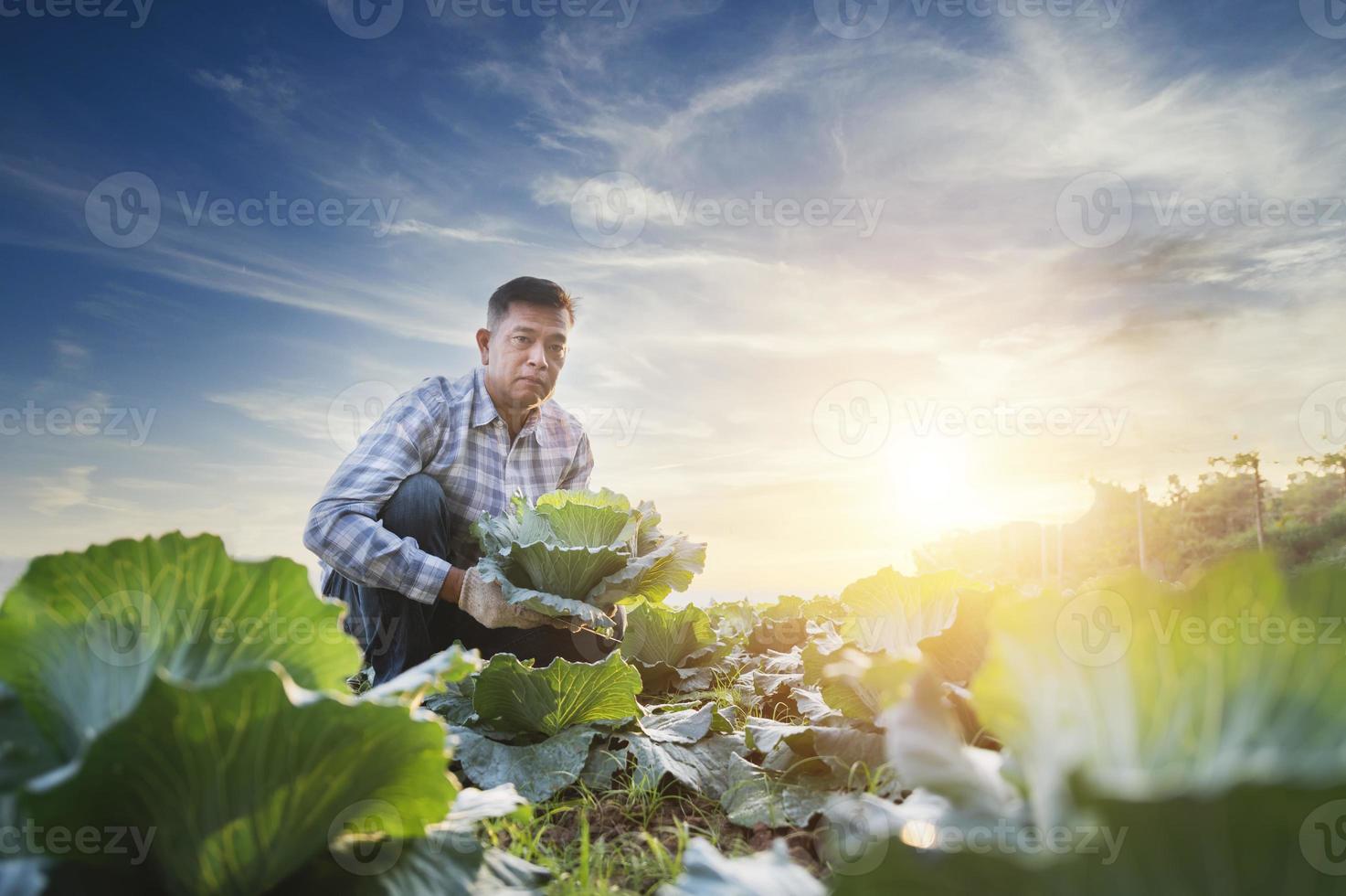 Young farmer harvesting cabbage hand holding green cabbage fresh cabbage from the farm view of green cabbage plant photo