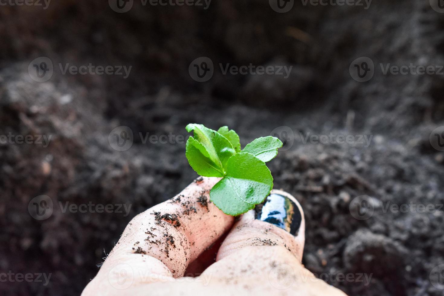 Farmers hands holding a plant photo