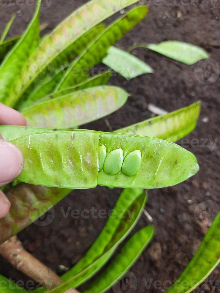 fruit or vegetable clandingan from Indonesia photo