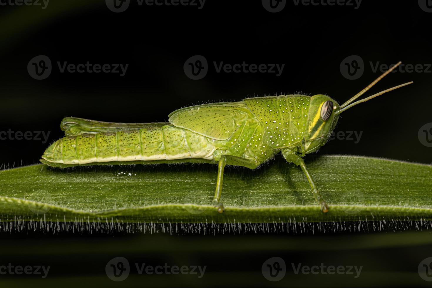 pájaro saltamontes ninfa foto