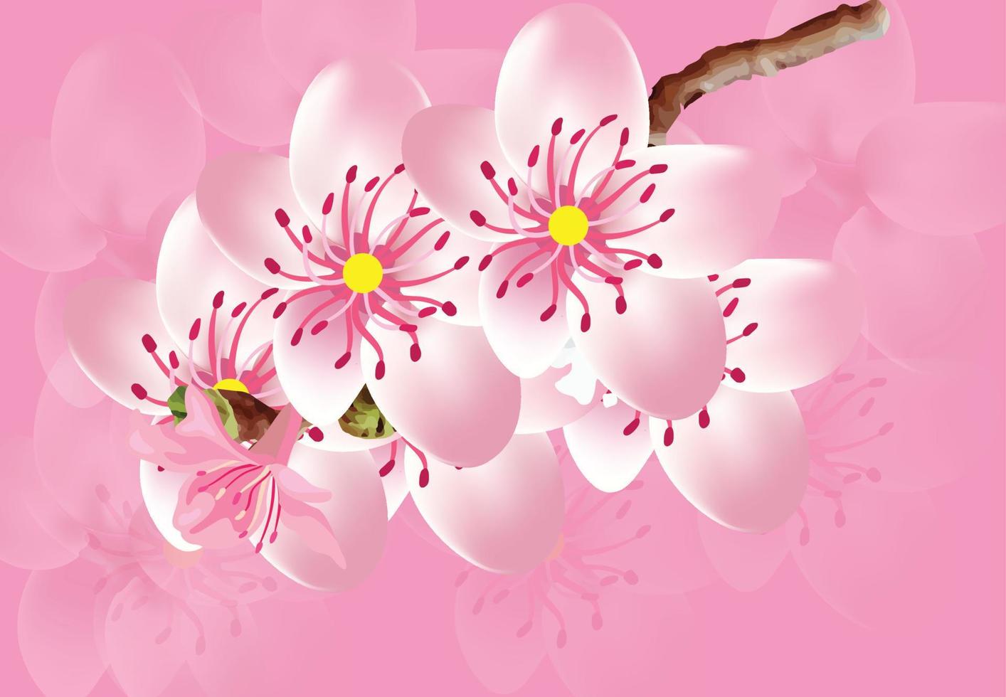 cherry blossom Illustration background templet vector