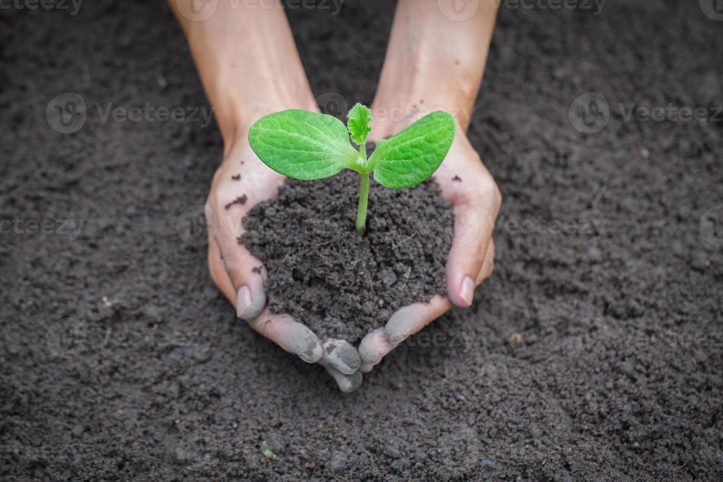 mano que sostiene el árbol joven en el fondo del suelo para plantar en el jardín. plantar árboles para reducir el calentamiento global, el concepto del día mundial del medio ambiente. foto