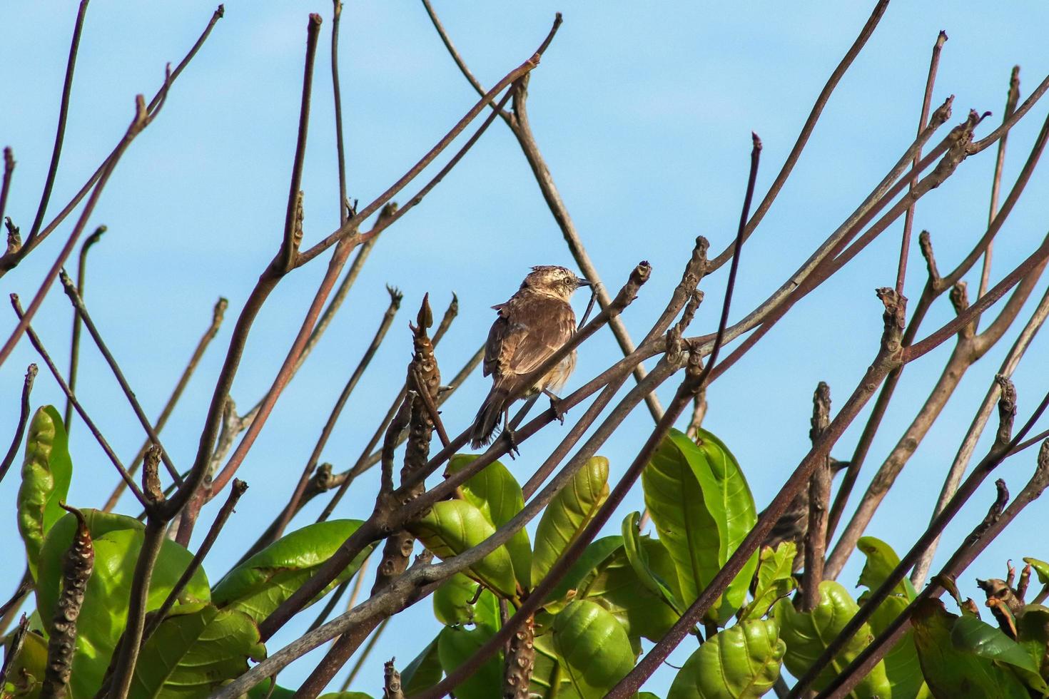 Sao Joao da Barra, RJ, Brazil, 2022 - Chalk-browed mockingbird, Mimus saturninus, on a tree in Grussai Beach photo