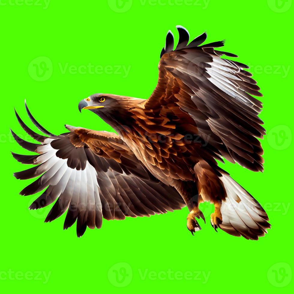 golden eagle in flight with clipping path photo