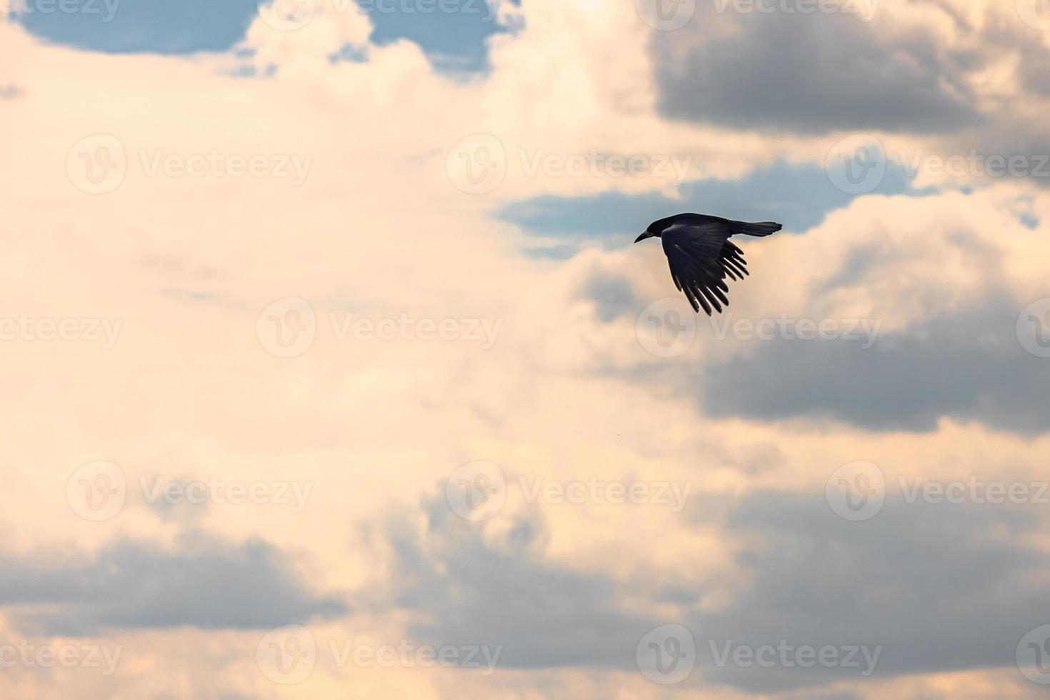 Beautiful Raven flying over the ancient ruins of the druid site of Stonehenge on the plain of Salisbury, England. photo