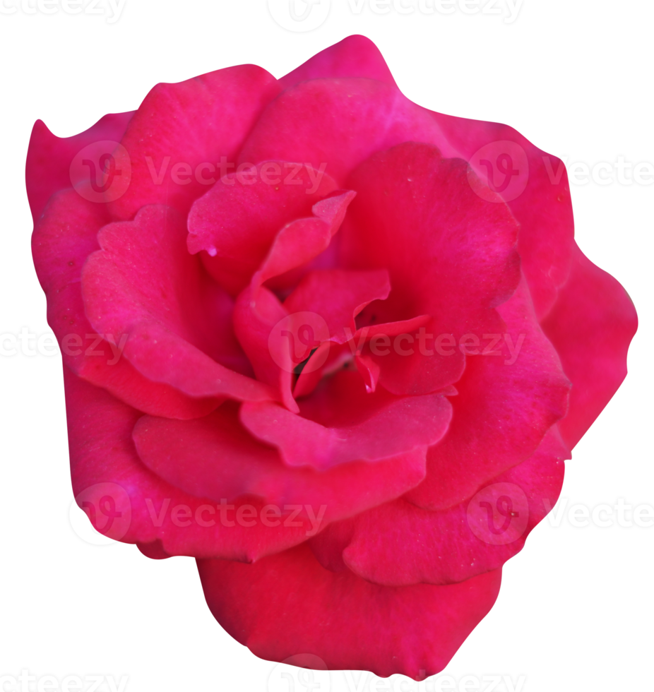 'Gloriana' rose flower head at the Guldemondplantsoen Rosarium Boskoop netherlands png