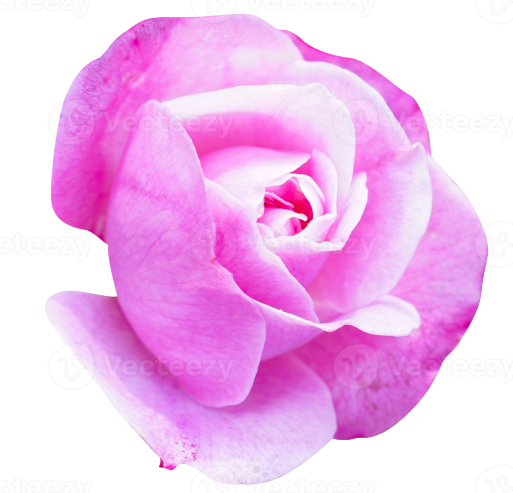 'gloriana' rosa fiore testa a il guldemondplantsoen rosario boskoop Olanda png