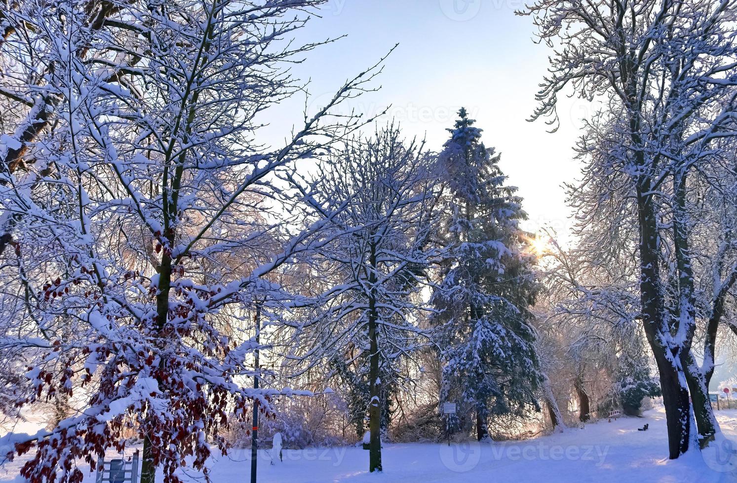 Beautiful shots of trees after heavy snowfall in sunny weather. photo