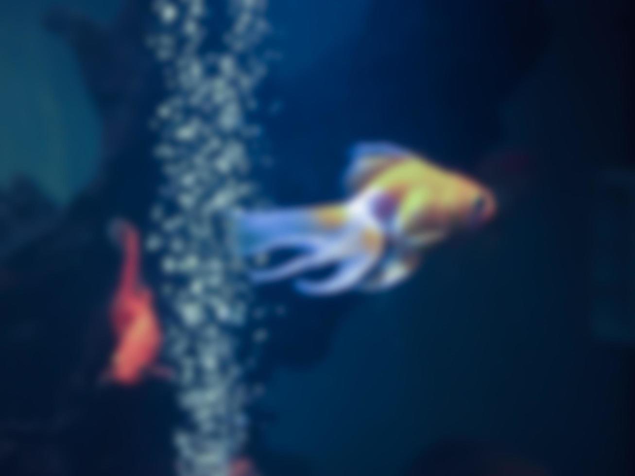 Blurred image of goldfish photo