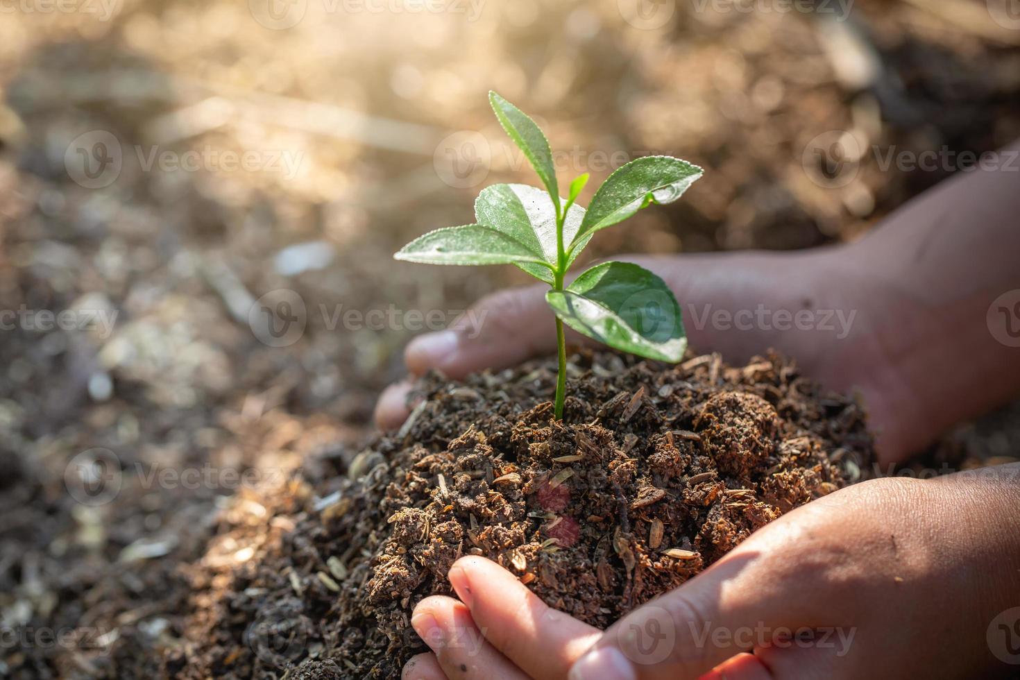 The World Environment Day, Trees that grow on the soil in human hands, Forest conservation concept. photo