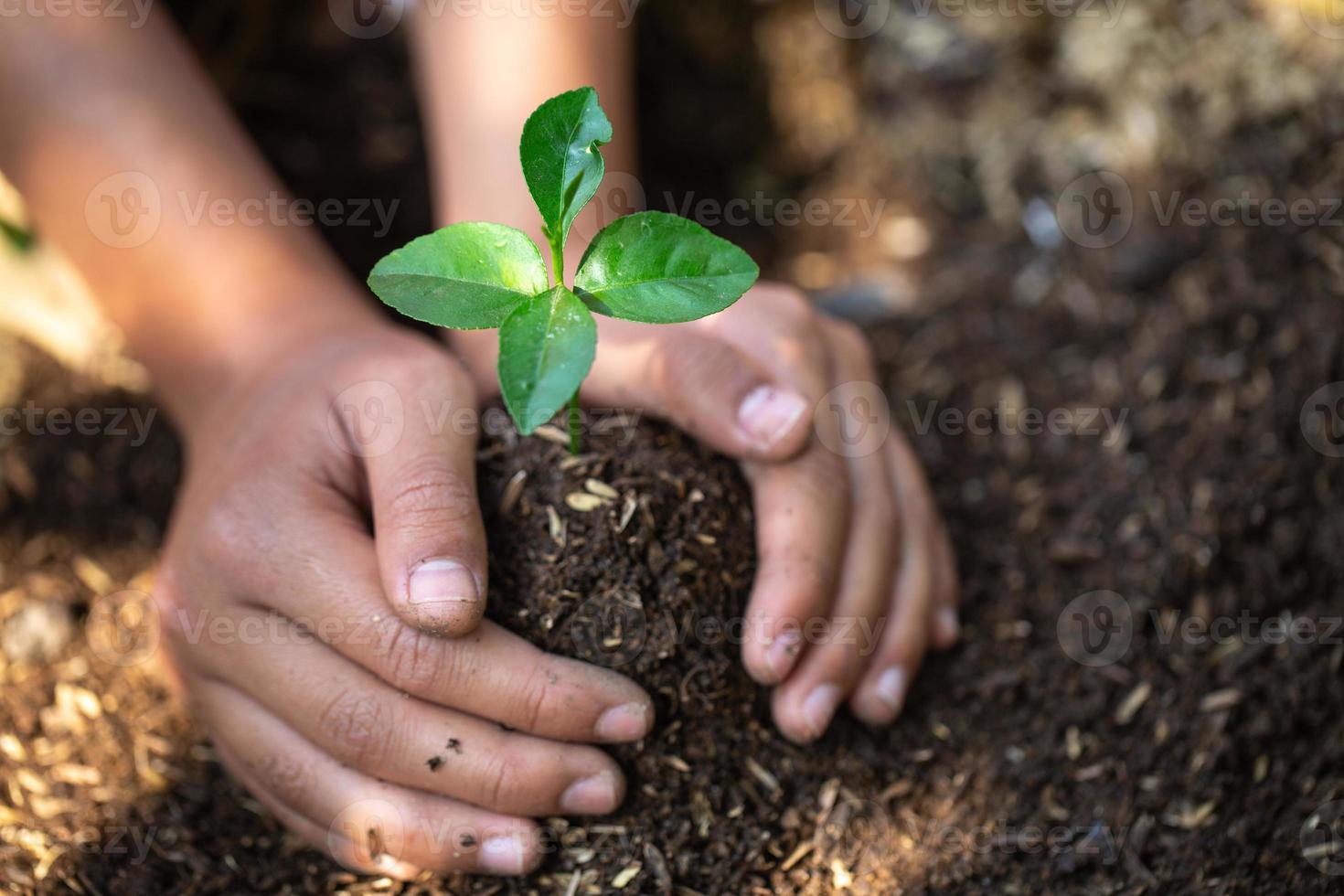 seedlings on fertile soil.Natural care concepts and world preservation, global warming reduction. World Environment Day. photo