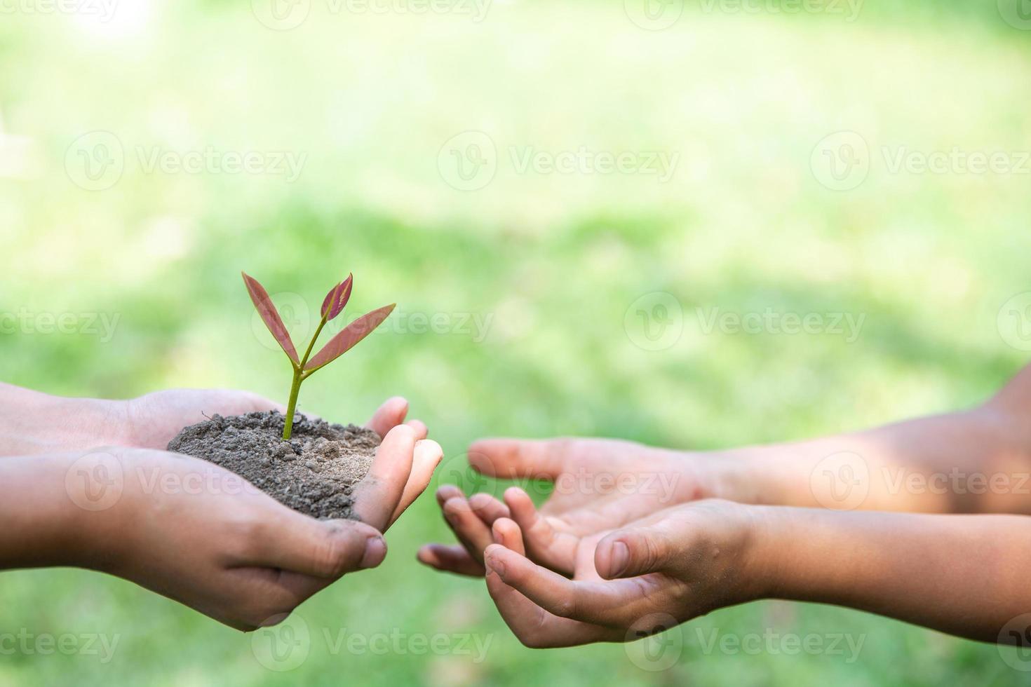 plant a tree. Forest conservation concept, reduce global warming. World Environment Day photo