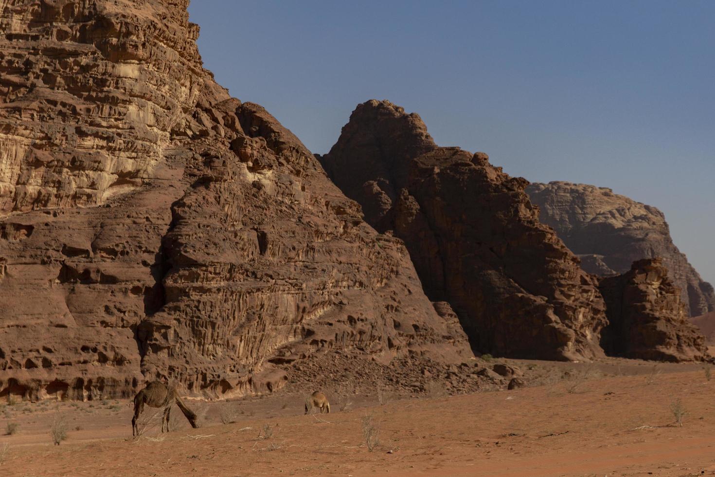 Camels in the Wadi Rum desert photo