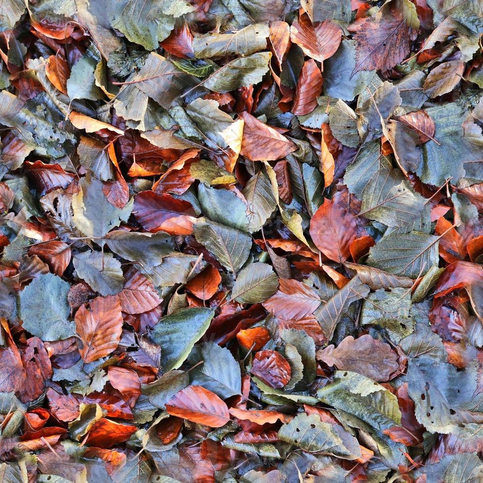 High resolution seamless texture of a forest ground with autumn leaves and nuts photo