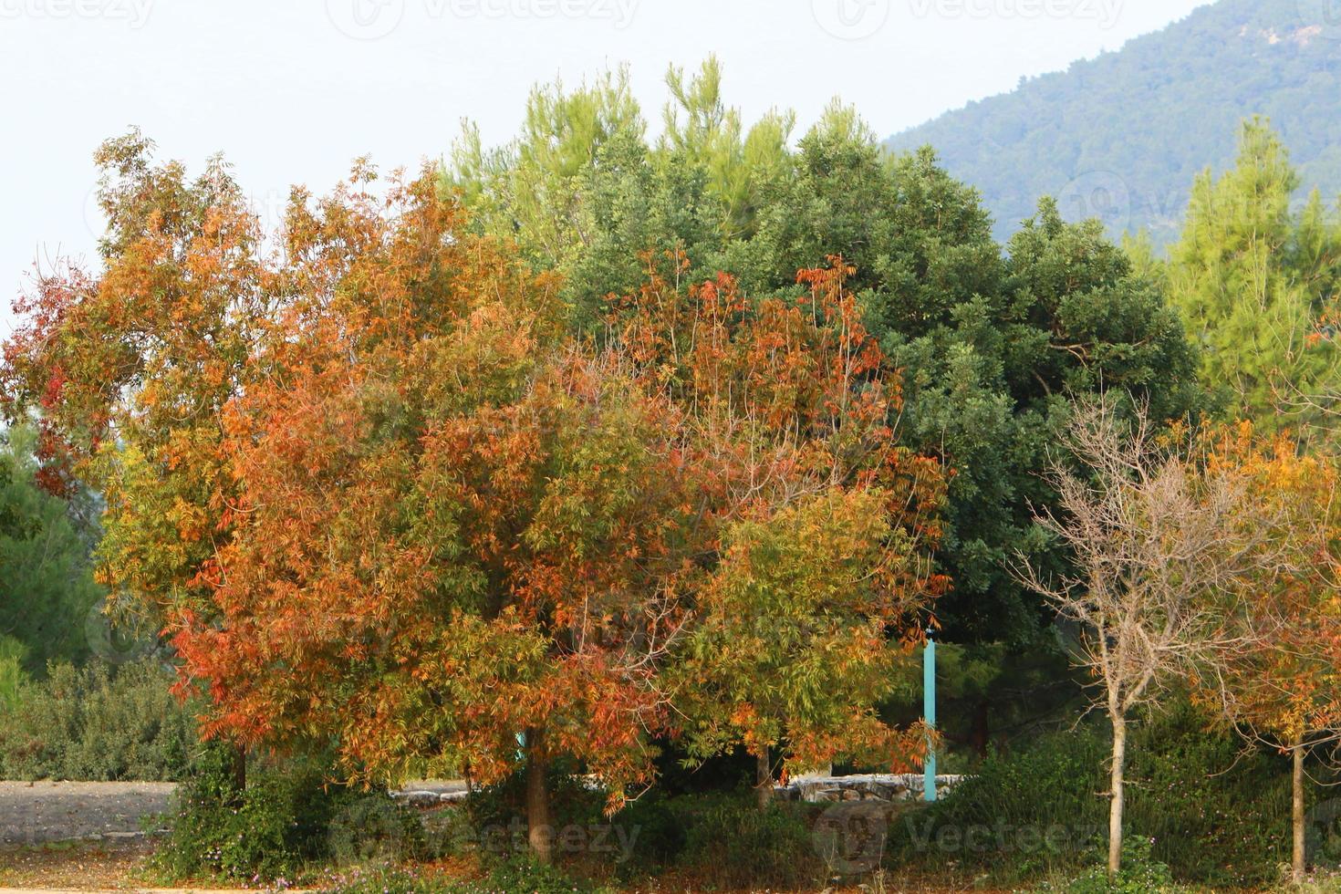 Dense forest in the mountains in northern Israel. photo