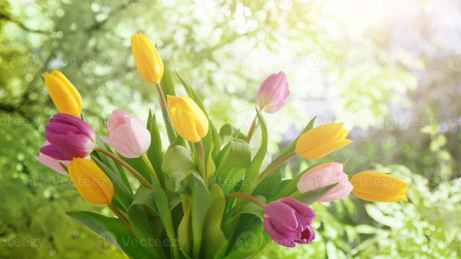 flor de tulipán, foto creativa de flores de tulipanes en un fondo genial 19467829 Foto de stock en Vecteezy flor de tulipán, foto creativa de flores de tulipanes en un fondo genial 19467829 Foto de stock en Vecteezy