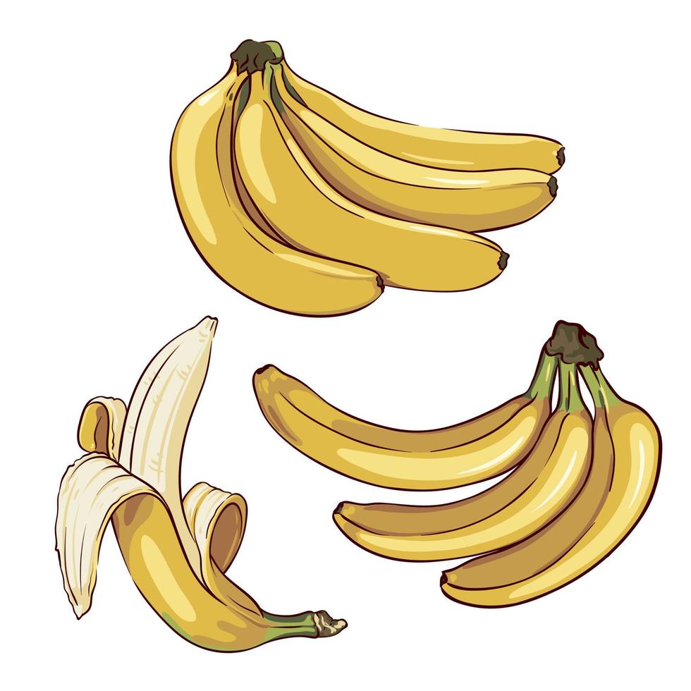 set of ripe bananas isolated on white background, collection of hand drawn banana elements vector