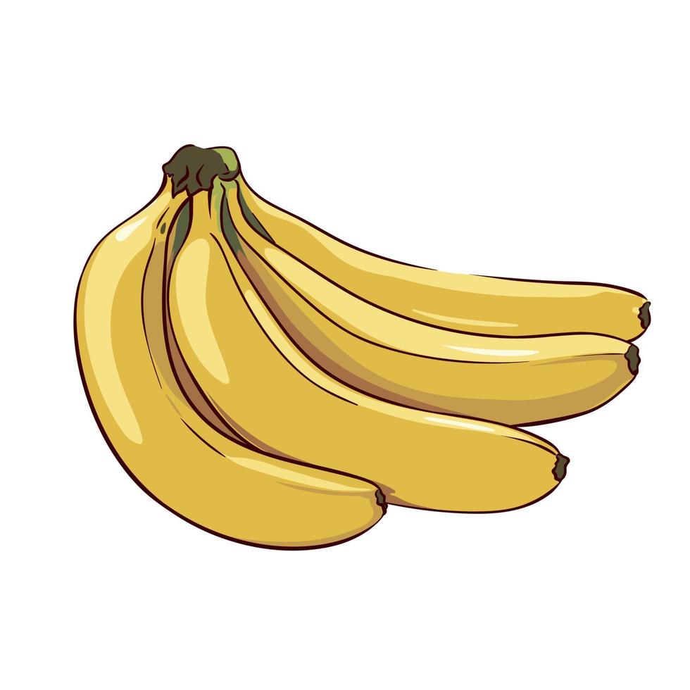 bunch of ripe bananas isolated on white background, tropical fruit drawing, vector illustration