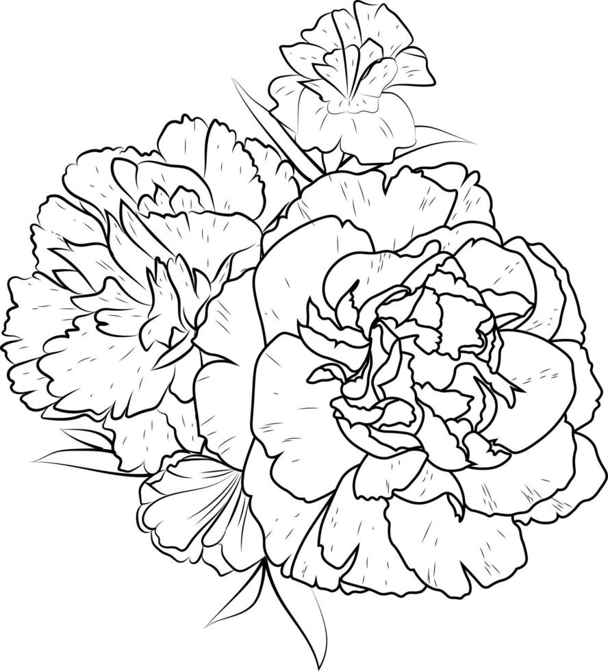 Vector sketch of carnation flower. Vector illustration of a Beautiful flower with a bouquet of dianthus-caryophyllus, flowers and leaves.