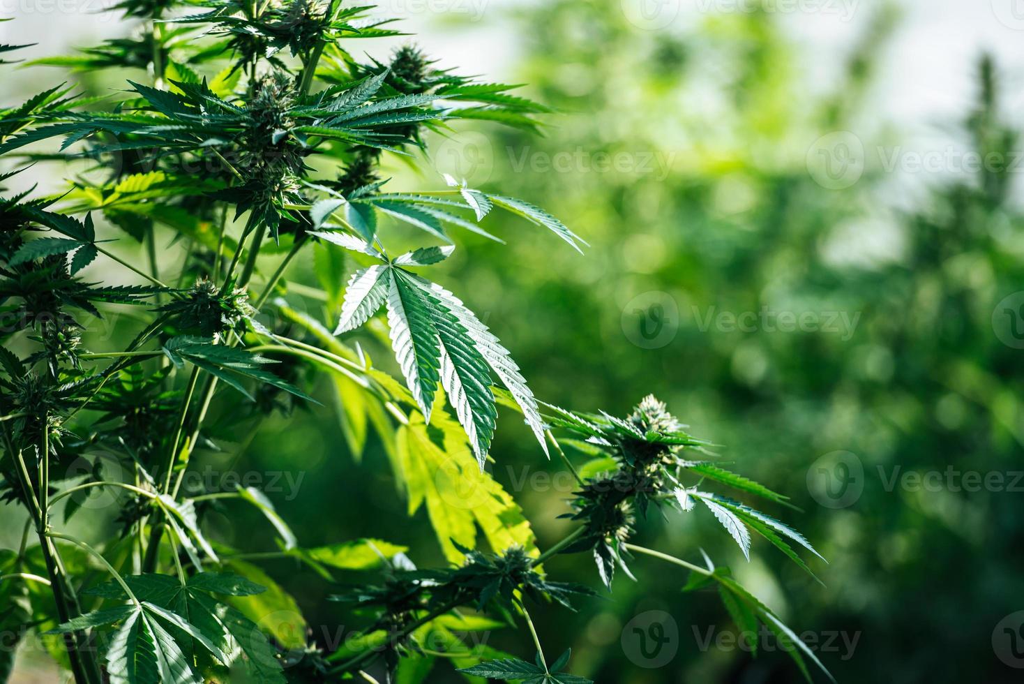 hierba de fondo de cannabis orgánico en la granja. hojas de cannabis de una planta, granja de cannabis. concepto de negocio de cannabis y medicina alternativa. foto