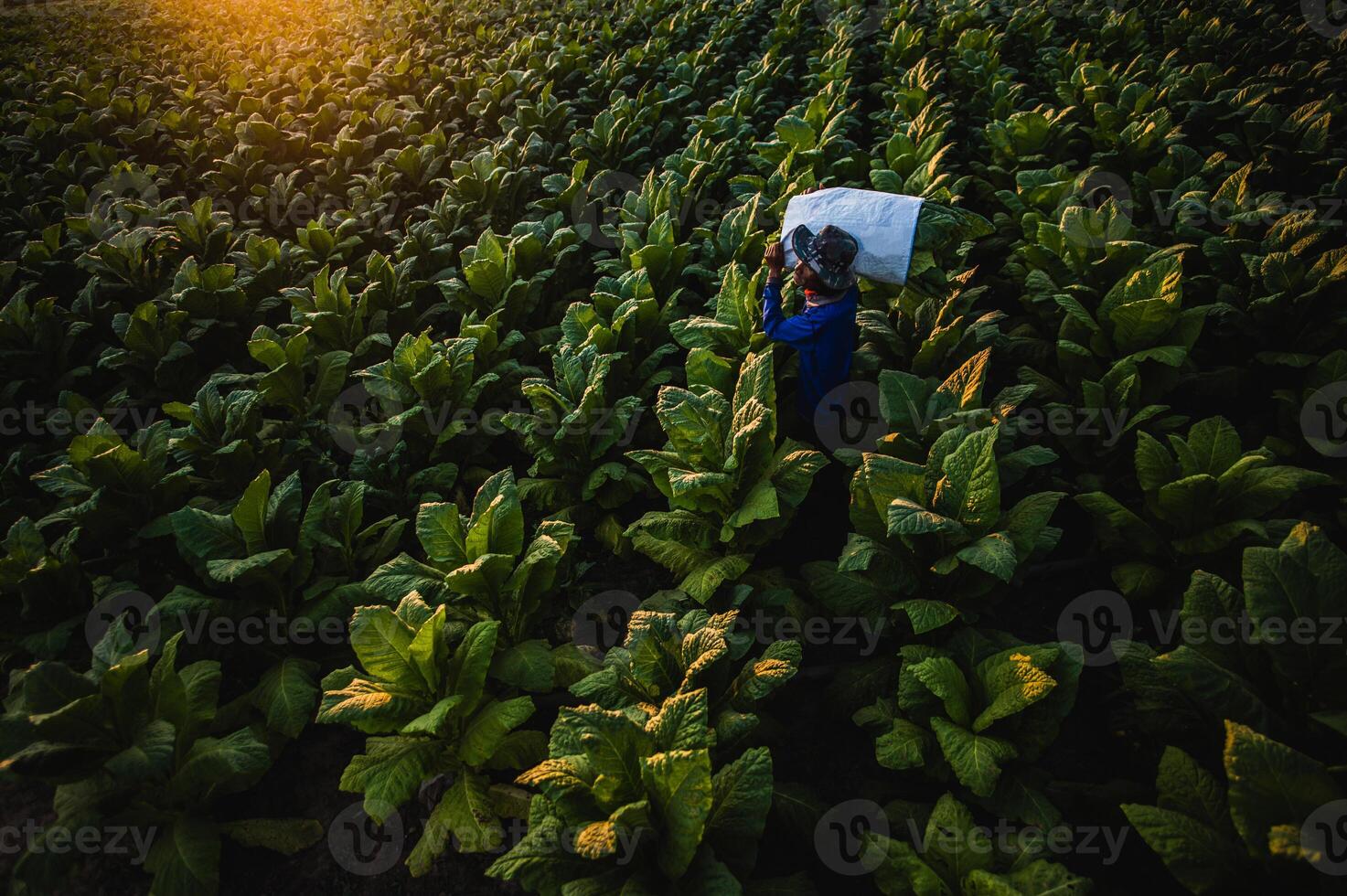 Asian male farmer working with agriculture in the tobacco plantation photo