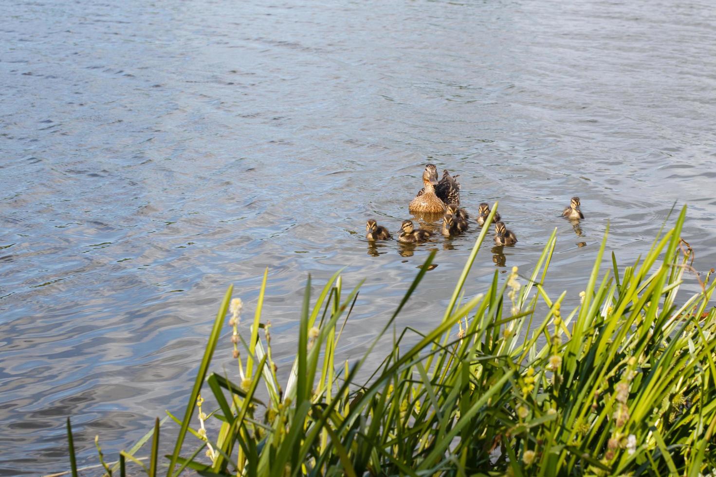 pato madre con sus hermosos y esponjosos patitos nadando juntos en un lago. animales salvajes en un estanque foto