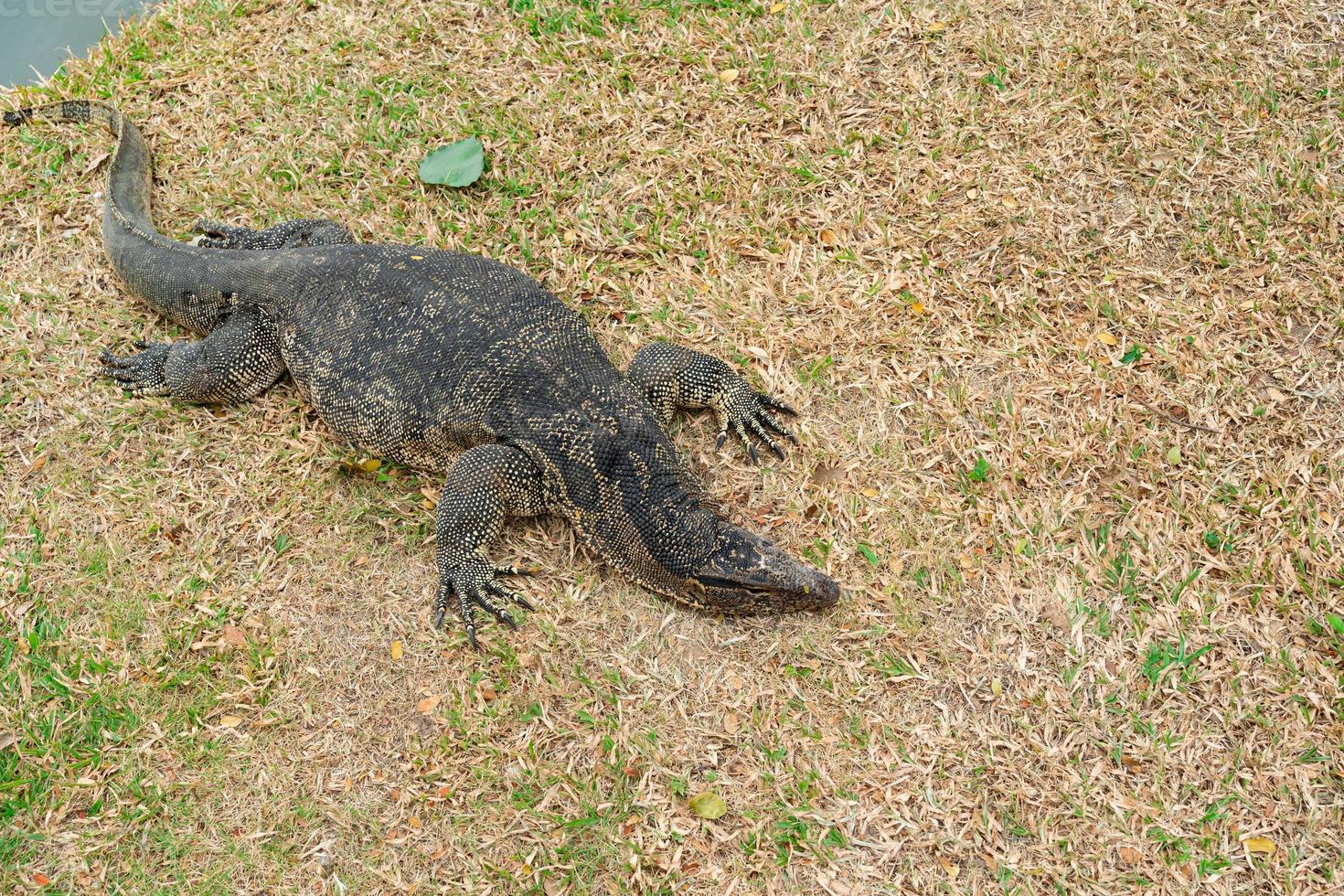 lagarto de agua en el parque lumpini en bangkok. lagarto en el parque lumpini. varano salvador. lagarto monitor. foto