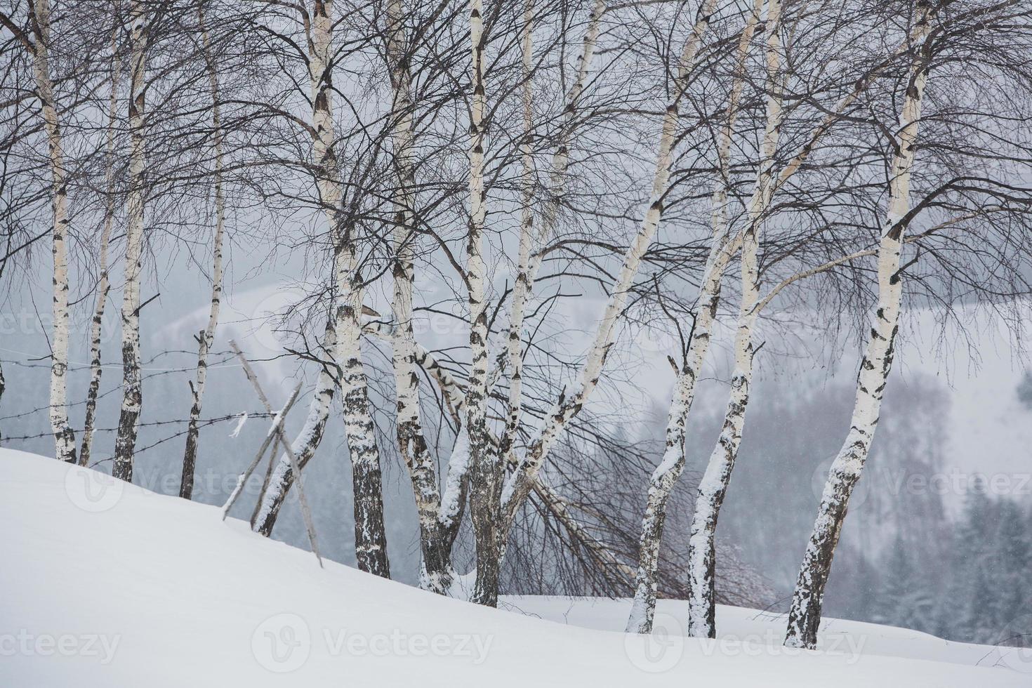 An abundant snowfall in the Romanian Carpathians in the village of Sirnea, Brasov. Real winter with snow in the country photo