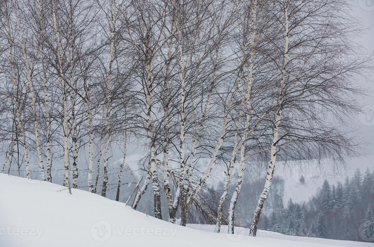 An abundant snowfall in the Romanian Carpathians in the village of Sirnea, Brasov. Real winter with snow in the country photo