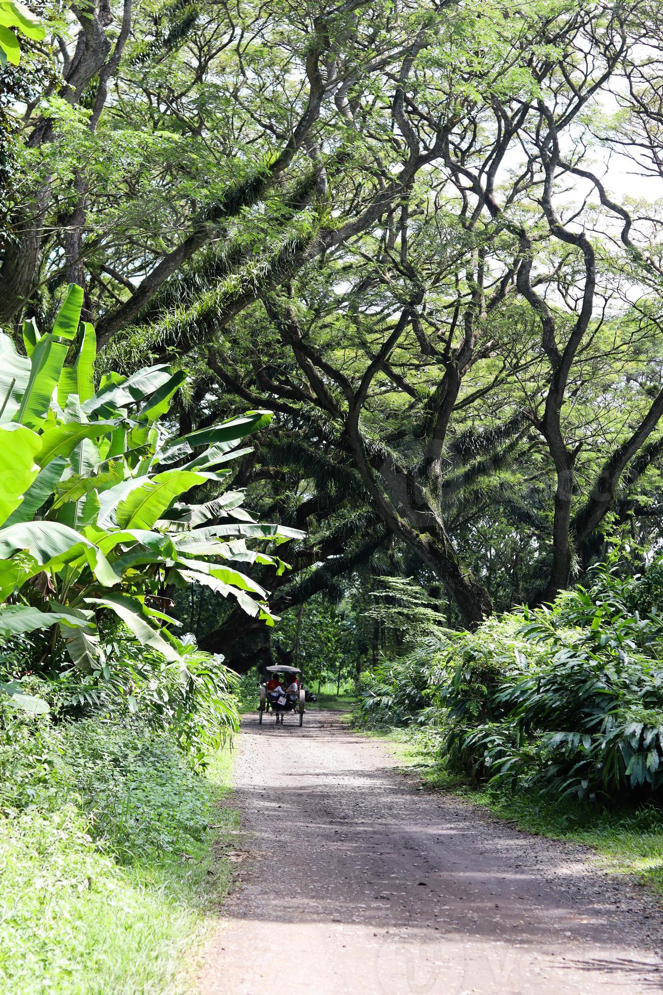 Scenic view of big green trees with path in De Djawatan forest in East Java, Indonesia 19470803