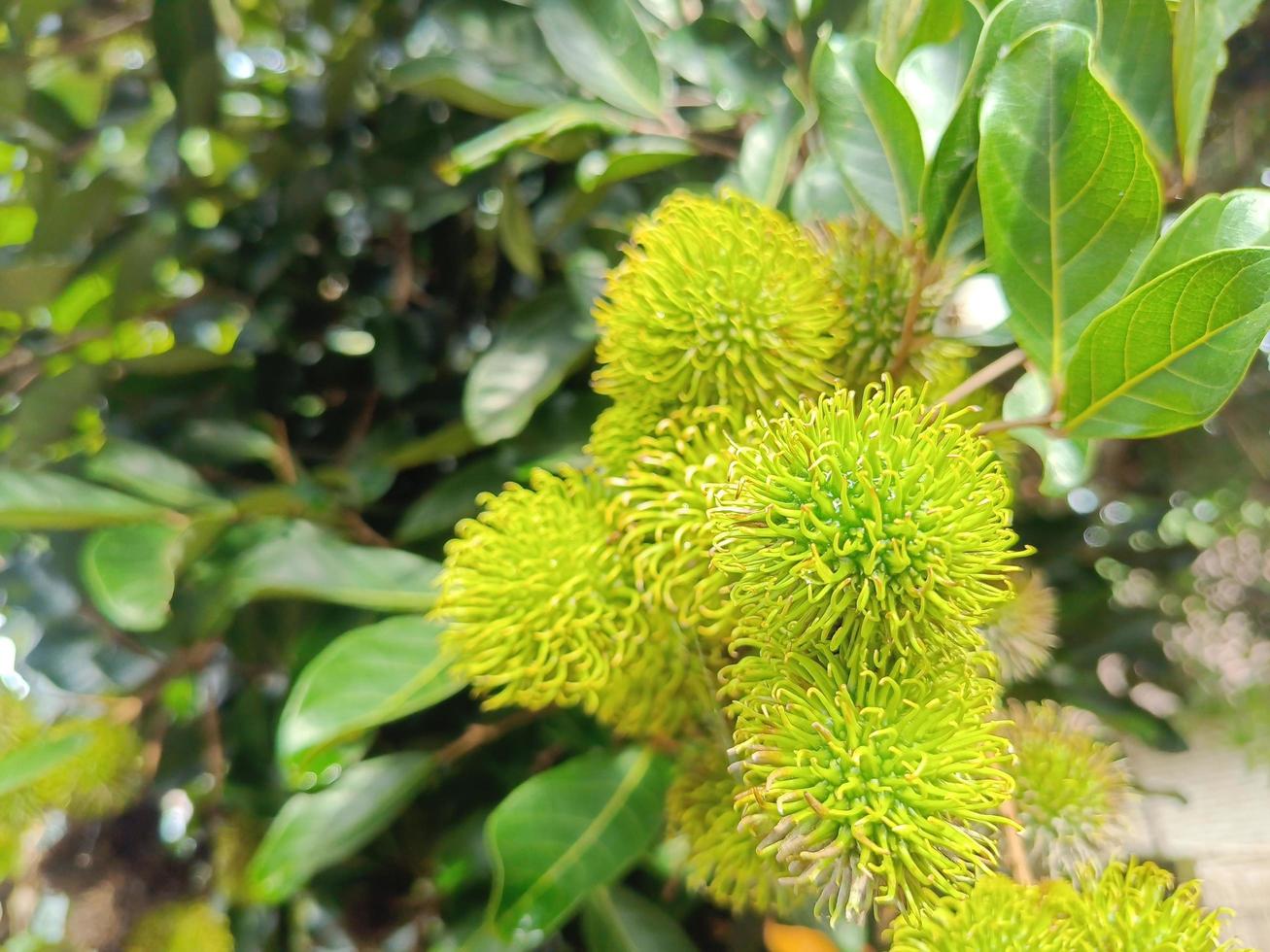 fruta de rambután verde sin madurar en un árbol que crece en el jardín. fondo de plantación de fruta fresca. foto