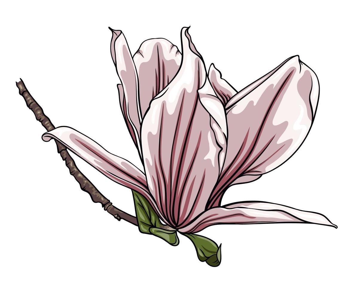 magnolia branch isolated on white background, vector botanical illustration