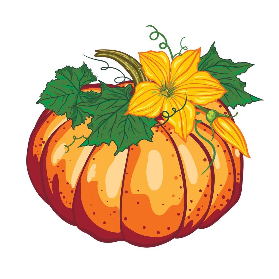 orange pumpkin with green leaves and yellow flowers isolated on white background. Halloween composition vector