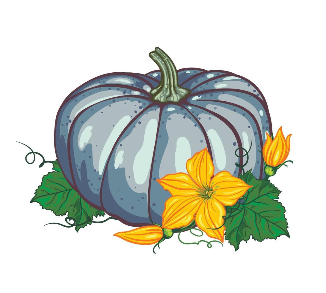 blue pumpkin with green leaves and yellow flowers on a white background. autumn composition. botanical vector illustration.