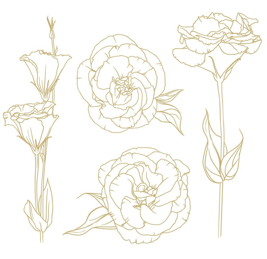 vector set of golden outlines of eustoma isolated on white background