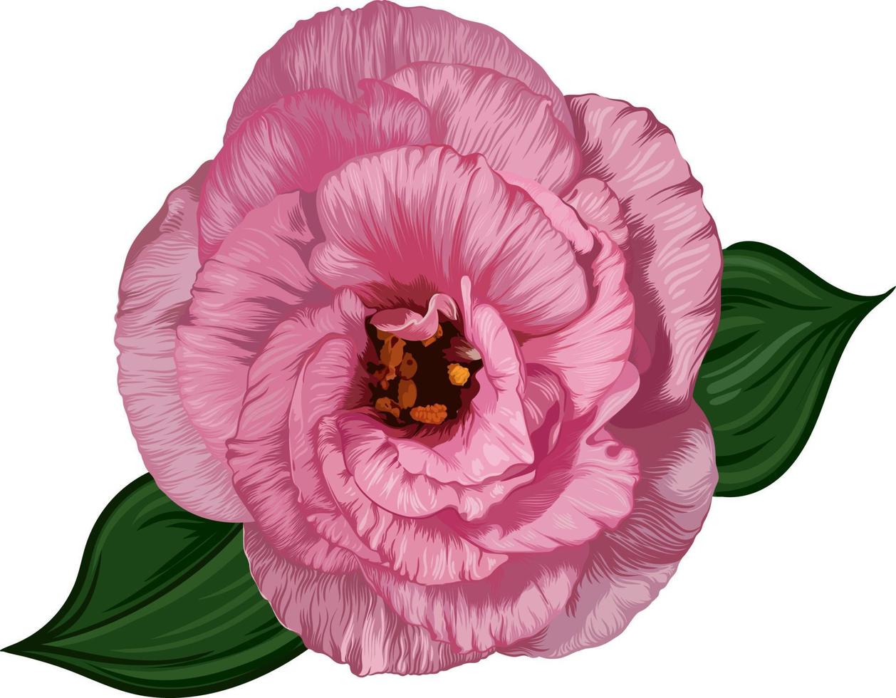 pink eustoma flower isolated on white background. vector realistic illustration