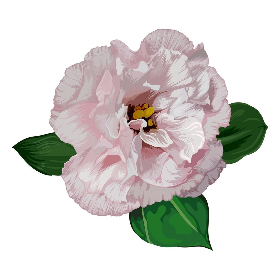 eustoma rosa realista dibujado a mano con hojas verdes aisladas sobre fondo blanco, ilustración vectorial botánica vector