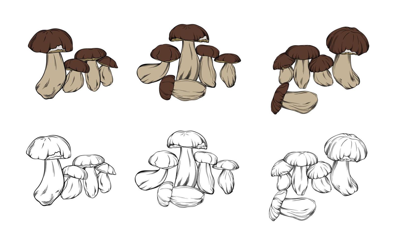 vector set of boletus mushrooms, drawn in black outline with color fill. close-up compositions with boletus mushrooms made in color and monochrome contour lines. vector botanical illustration