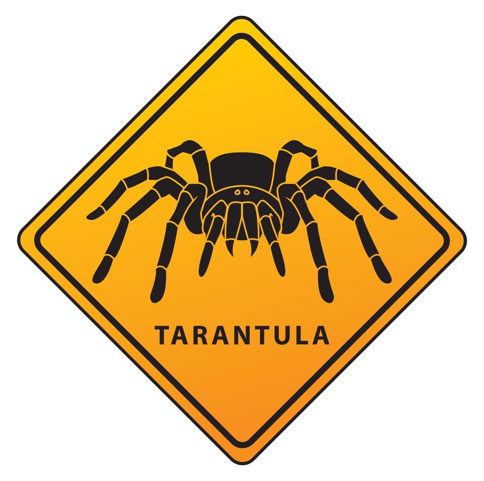 spider tarantula design illustration vector